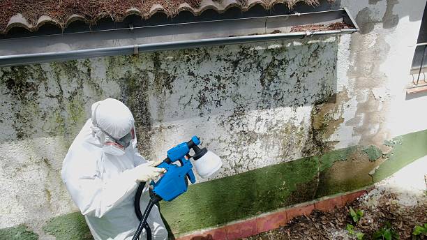 Trusted Attic Mold Removal service in Shelbyville, TN - Cheap Mold Removal